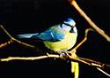 Parus caeruleus